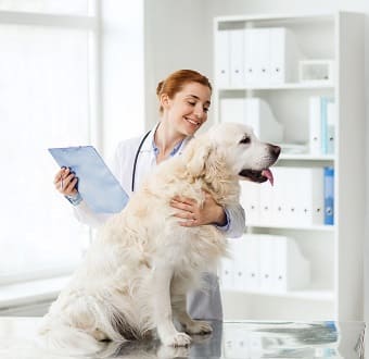 диплом ветеринара